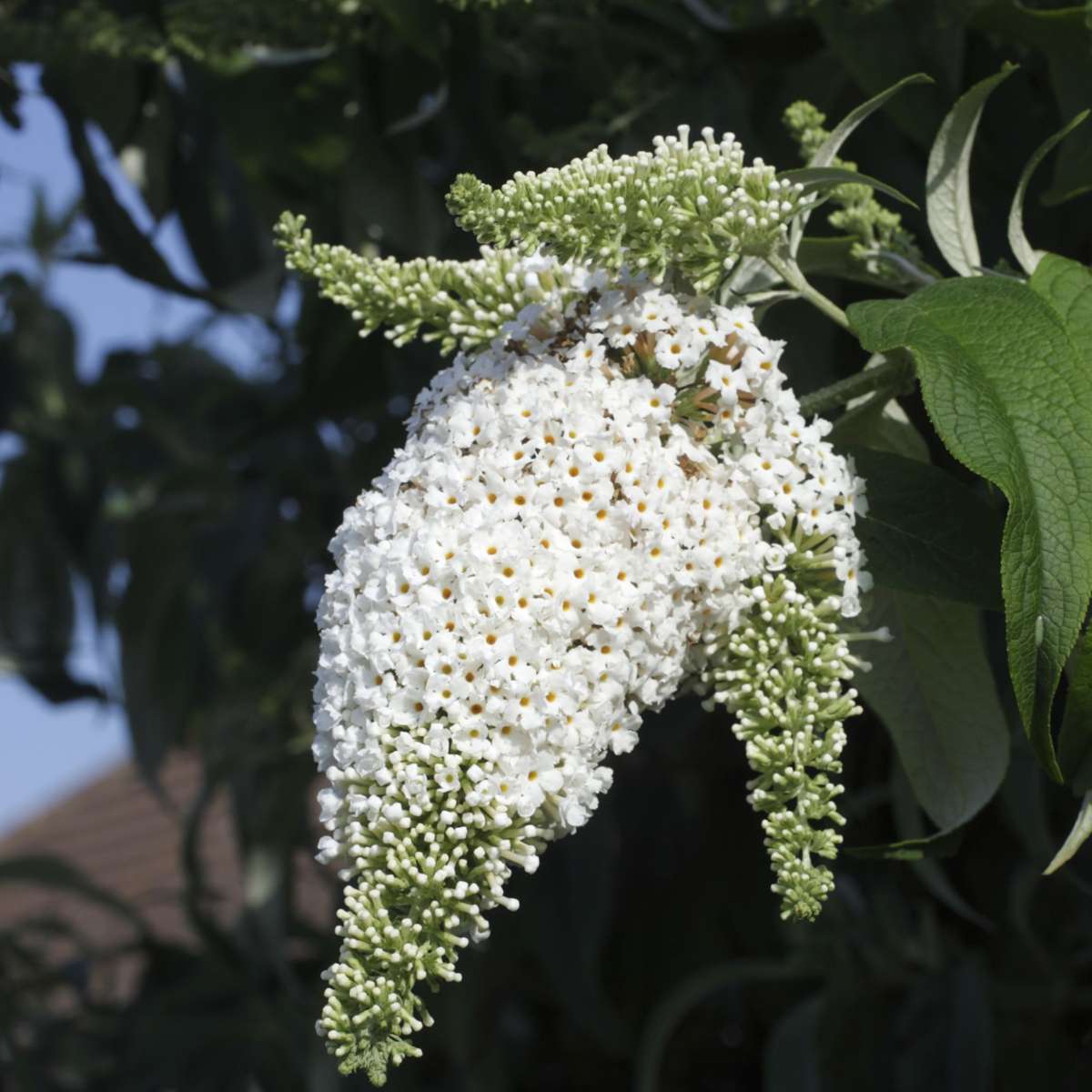 Summer lilac - 6 pcs. - Buddleja davidii - Height 25-40cm - ⌀9cm