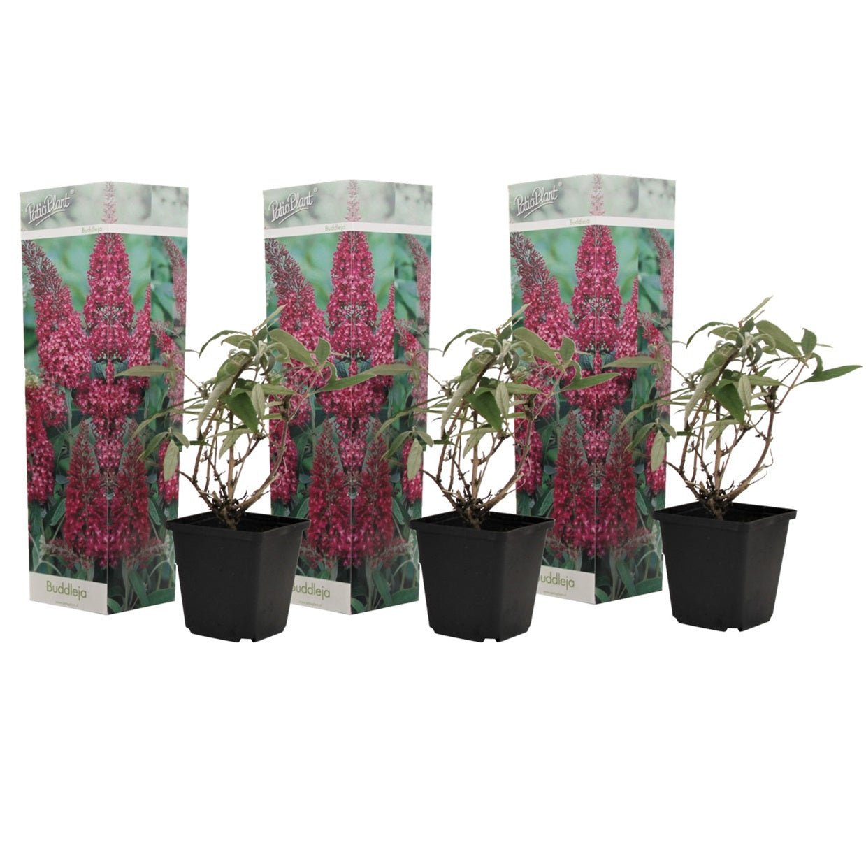 Summer lilac - 3 pcs. - Buddleja davidii 'Pink Delight' - Height 25-40cm - ⌀9cm