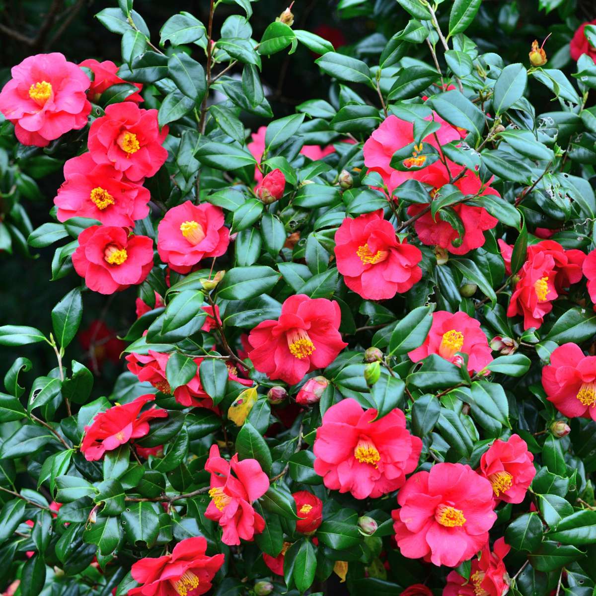 Camélia - Camellia japonica 'Dr. King' - Hauteur 50-60cm - ⌀15cm