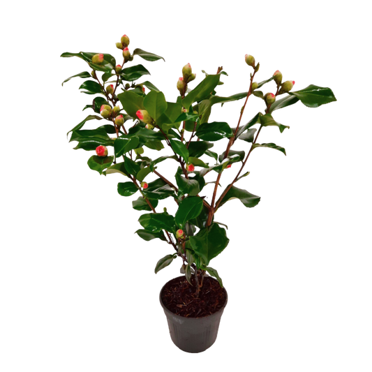 Camélia - Camellia japonica 'Dr. King' - Hauteur 50-60cm - ⌀15cm