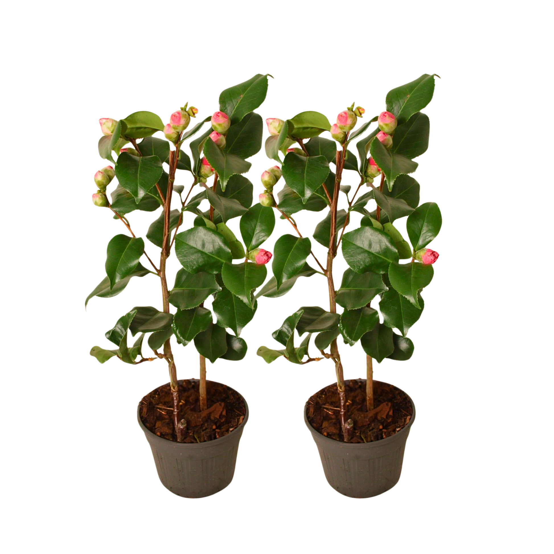 Camélia - Set de 2 - Camellia japonica 'Dr. King' - Hauteur 50-60cm - ⌀15cm - TD Plantz