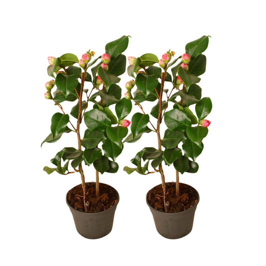Camélia - Set de 2 - Camellia japonica 'Dr. King' - Hauteur 50-60cm - ⌀15cm - TD Plantz