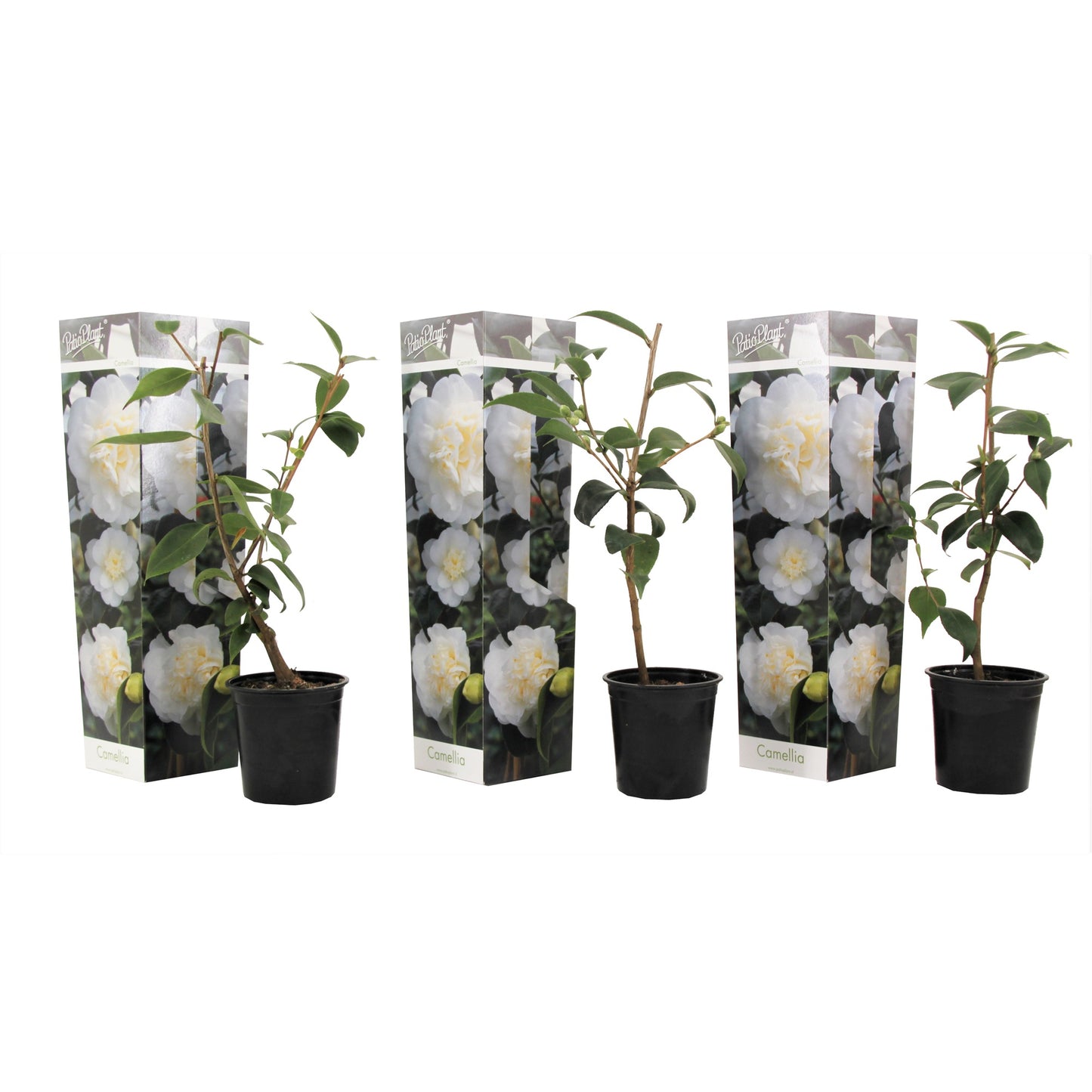 Camélia - Set de 3 - Camellia japonica 'Brush Field' - Hauteur 25-40cm - ⌀9cm