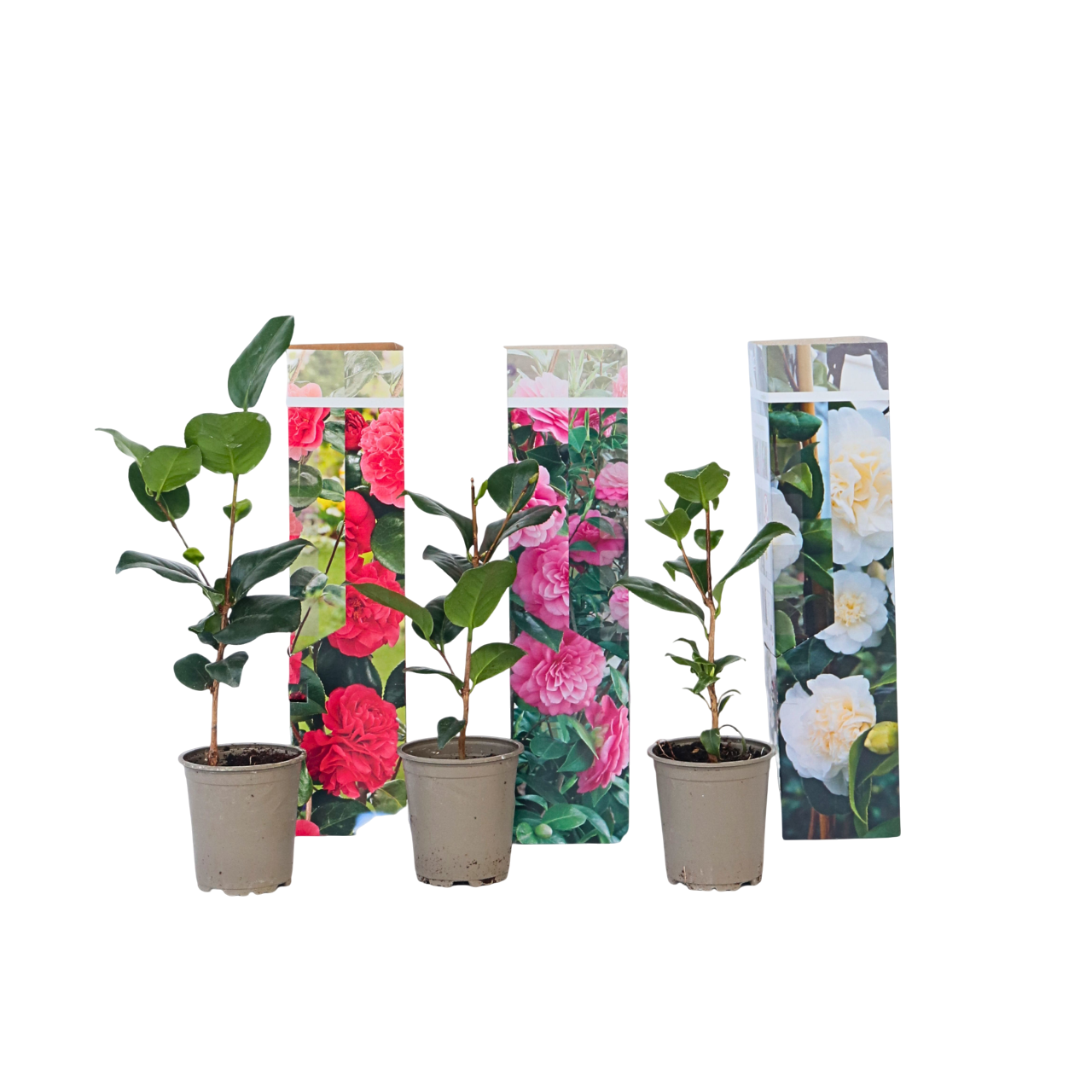Camélia - Set de 3 - Camellia japonica - Hauteur 25-40cm - ⌀9cm - TD Plantz