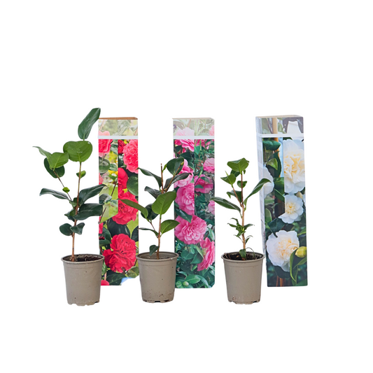 Camélia - Set de 3 - Camellia japonica - Hauteur 25-40cm - ⌀9cm - TD Plantz