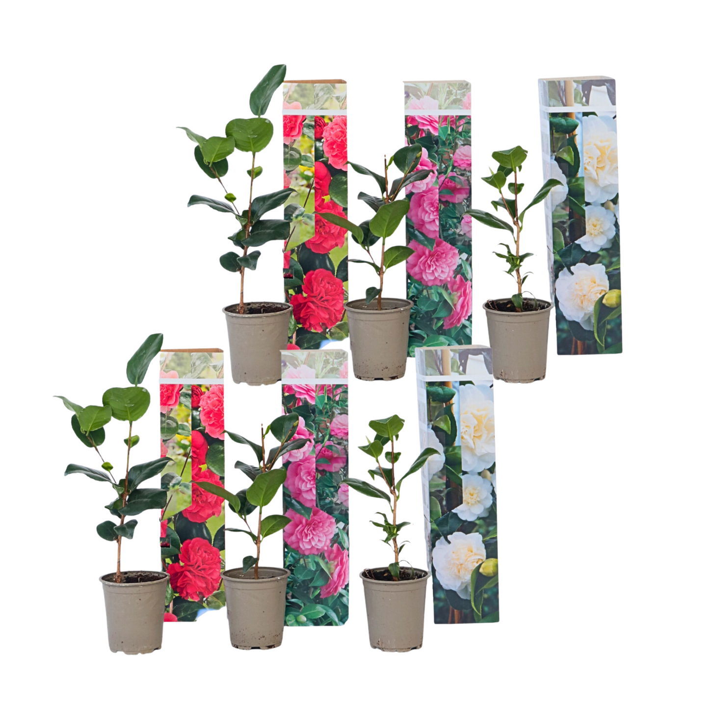 Camélia - Set de 6 - Camellia japonica - Hauteur 25-40cm - ⌀9cm