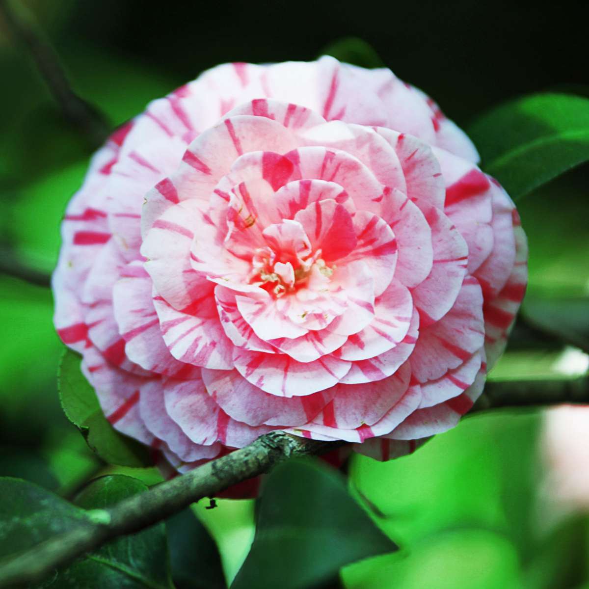 Camélia - Set de 2 - Camellia japonica 'Bonomiana' - Hauteur 50-60cm - ⌀15cm