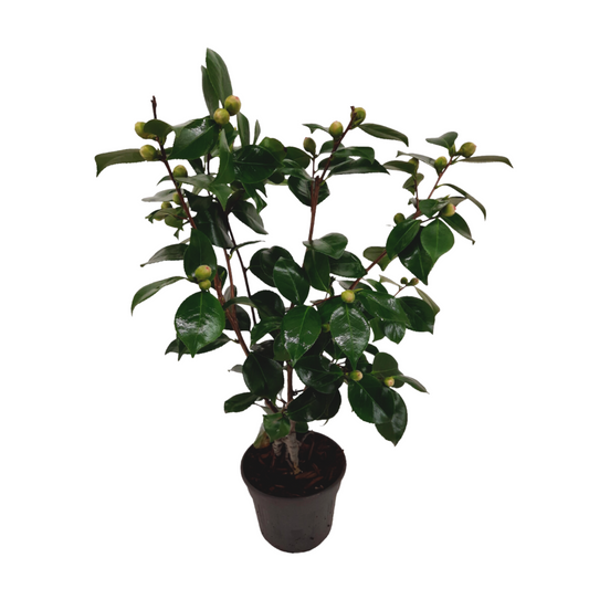 Camélia - Camellia japonica 'Bonomiana' - Hauteur 50-60cm - ⌀15cm - TD Plantz