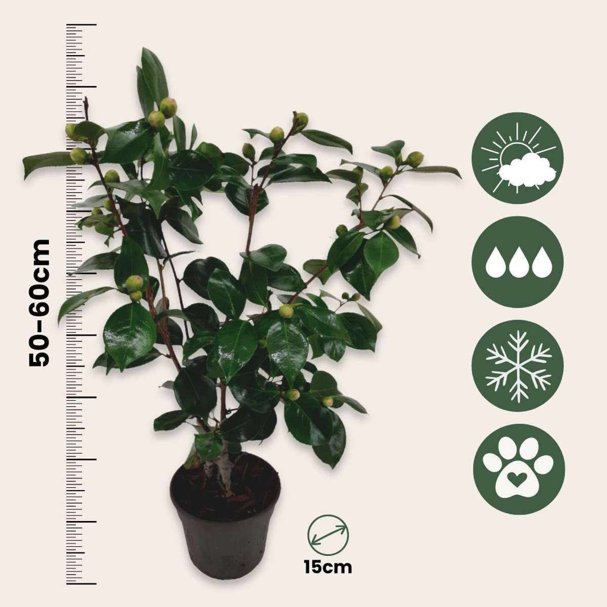 Camélia - Set de 2 - Camellia japonica 'Bonomiana' - Hauteur 50-60cm - ⌀15cm