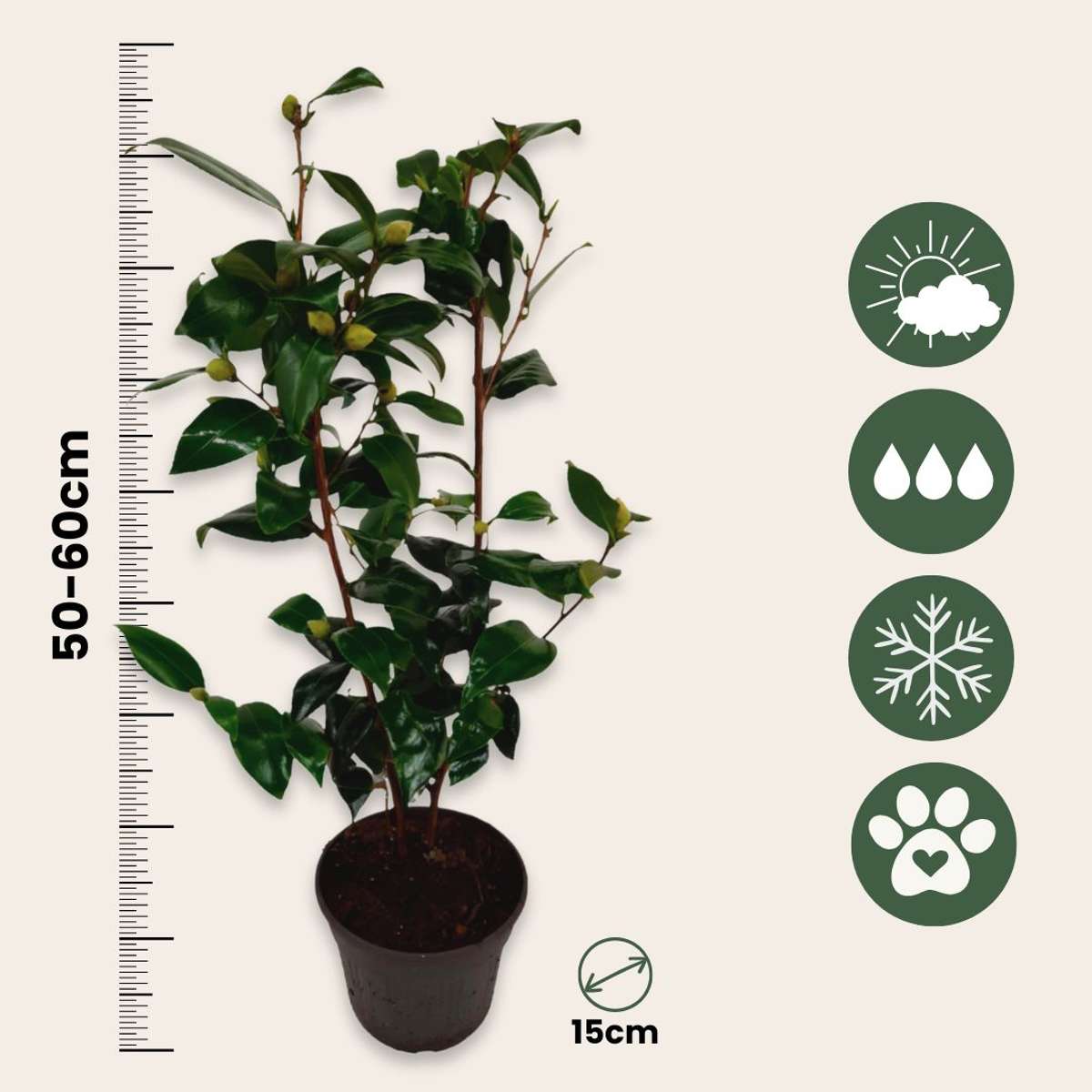 Japanese camellia - Camellia japonica 'Brush Field' - Height 50-60cm - ⌀15cm