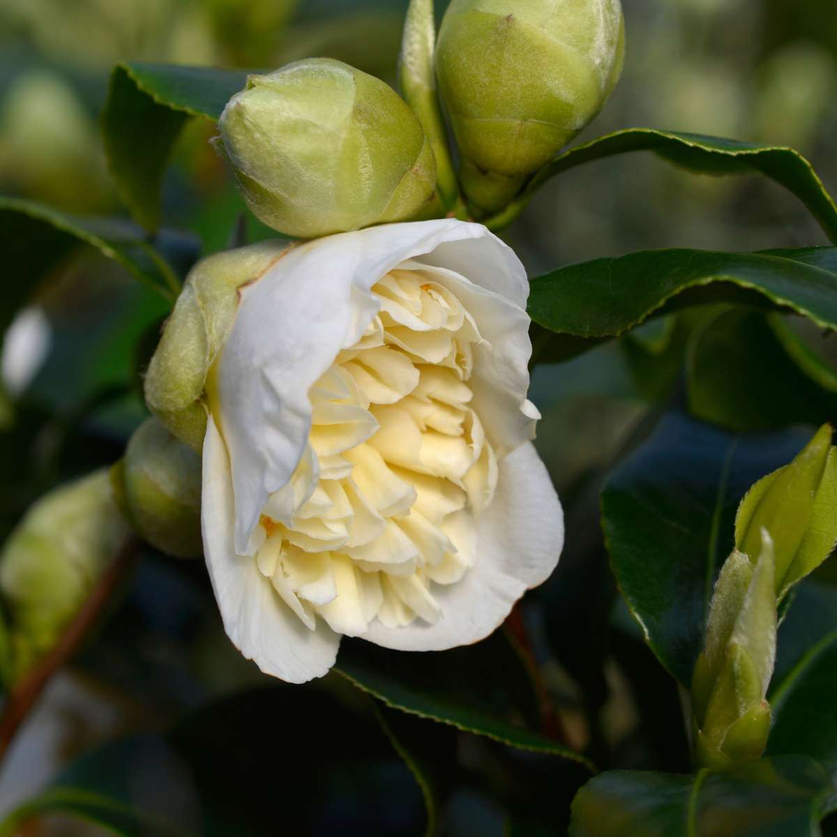 Camélia - Set de 2 - Camellia japonica 'Brush Field' - Hauteur 50-60cm - ⌀15cm