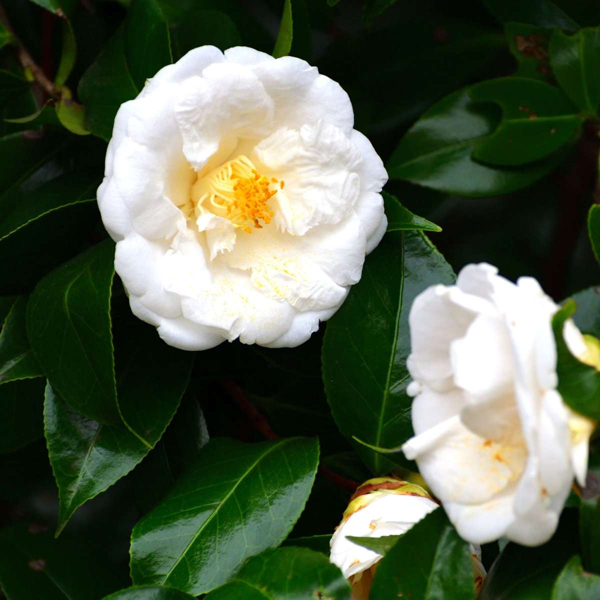 Japanese camellia - Camellia japonica 'Brush Field' - Height 50-60cm - ⌀15cm
