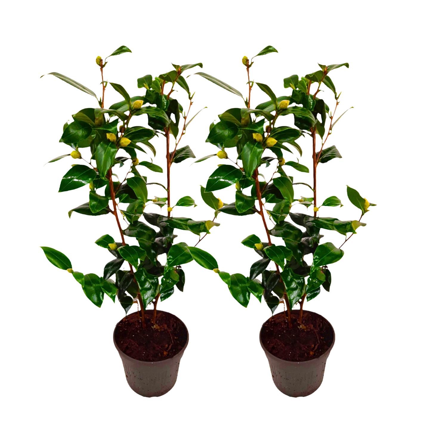 Camélia - Set de 2 - Camellia japonica 'Brush Field' - Hauteur 50-60cm - ⌀15cm