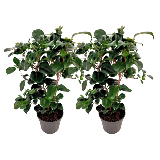 Camélia - Set de 2 - Camellia japonica 'Lady Campbell' - Hauteur 50-60cm - ⌀15cm