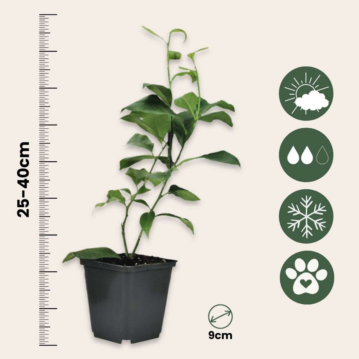 Citrus Mix - 6 pcs. - Citrus limon - Height 25-40cm - ⌀9cm