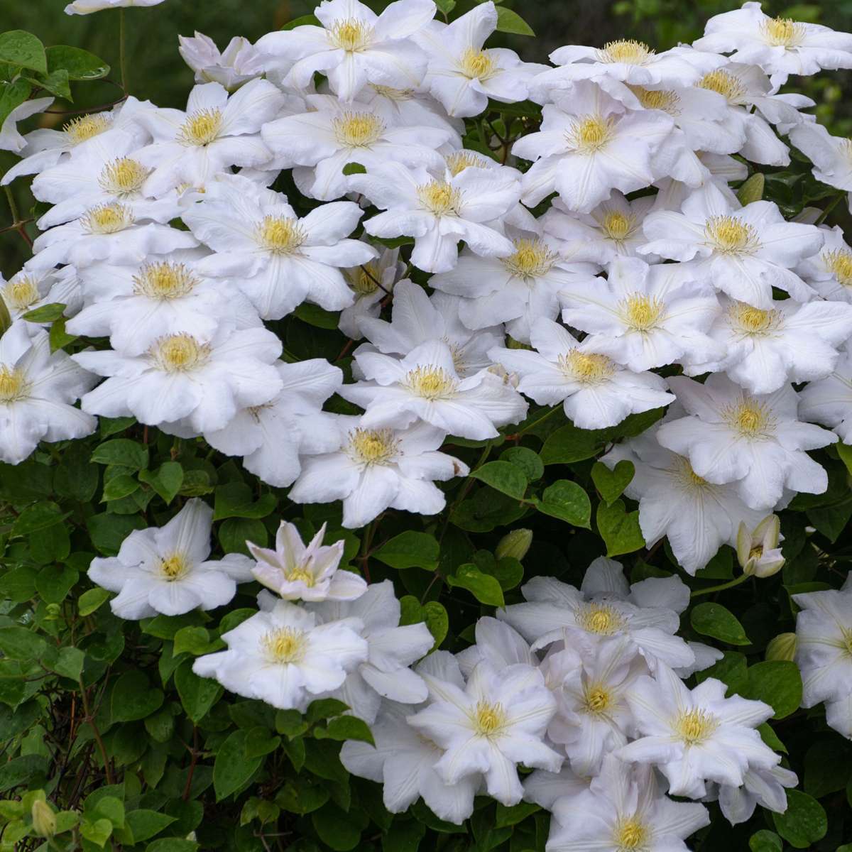 Clématite - Set de 3 - Clematis hybrid - Hauteur 25-40cm - ⌀9cm