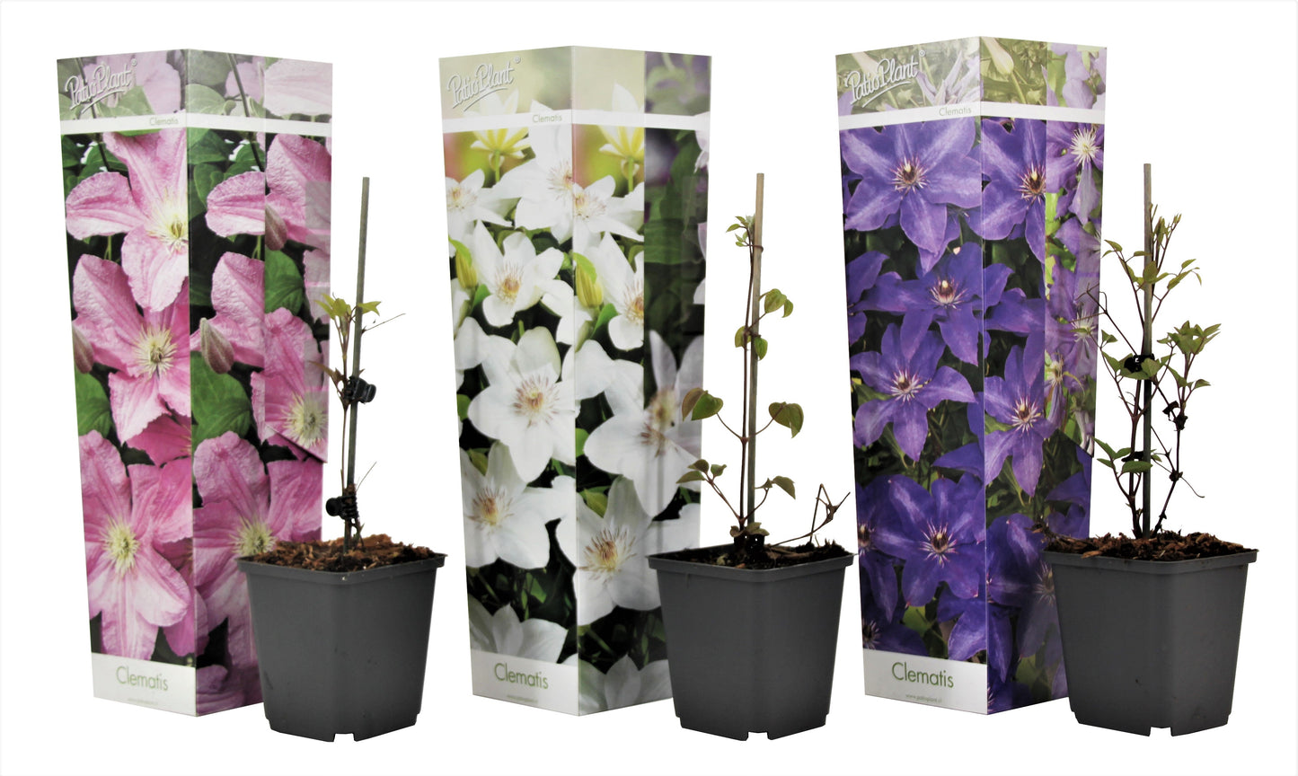 Clématite - Set de 3 - Clematis hybrid - Hauteur 25-40cm - ⌀9cm