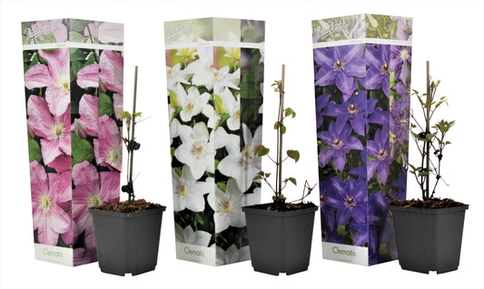 Clématite - Set de 3 - Clematis hybrid - Hauteur 25-40cm - ⌀9cm