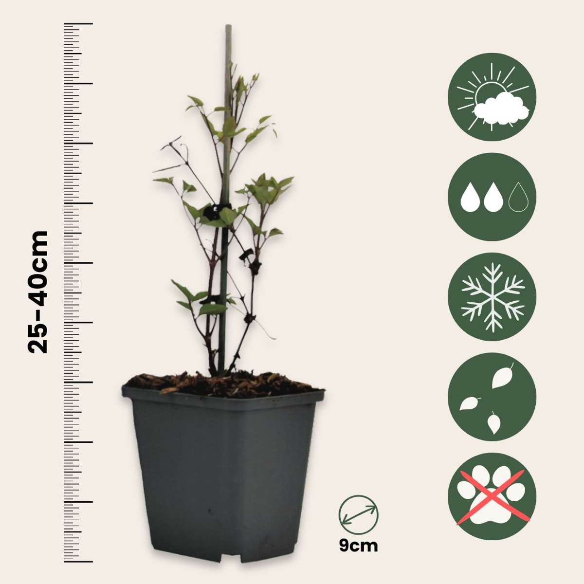 Clématite - Set de 3 - Clematis hybrid - Hauteur 25-40cm - ⌀9cm