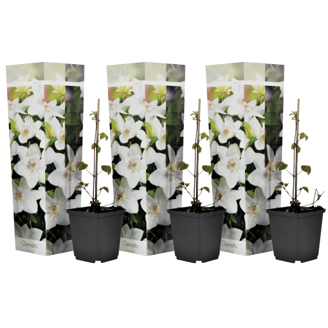 Clématite - Set de 3 - Clematis hybrid 'Mme Le Coultre' - Hauteur 25-40cm - ⌀9cm