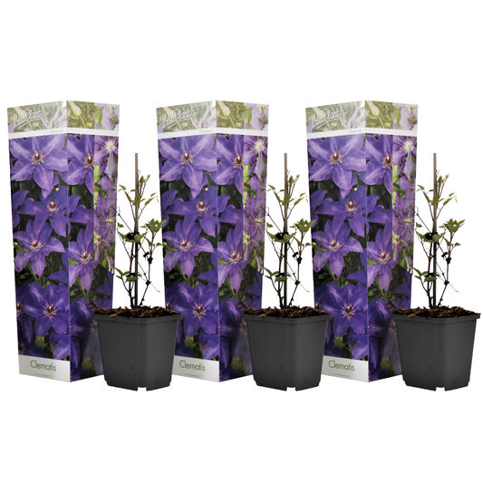 Clématite - Set de 3 - Clematis 'The President' - Hauteur 25-40cm - ⌀9cm