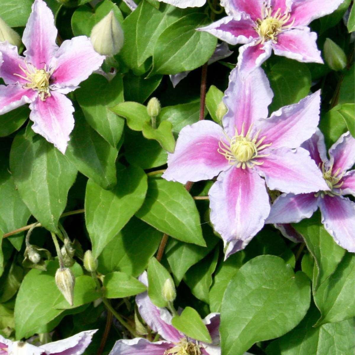 Clématite - Set de 3 - Clematis 'Hagley Hybrid' - Hauteur 25-40cm - ⌀9cm