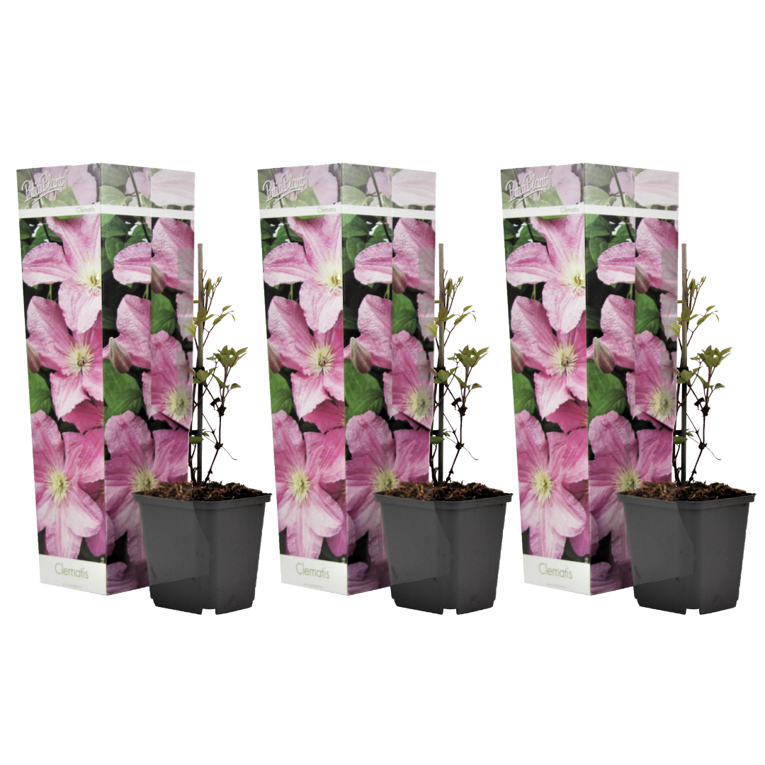 Clématite - Set de 3 - Clematis 'Hagley Hybrid' - Hauteur 25-40cm - ⌀9cm