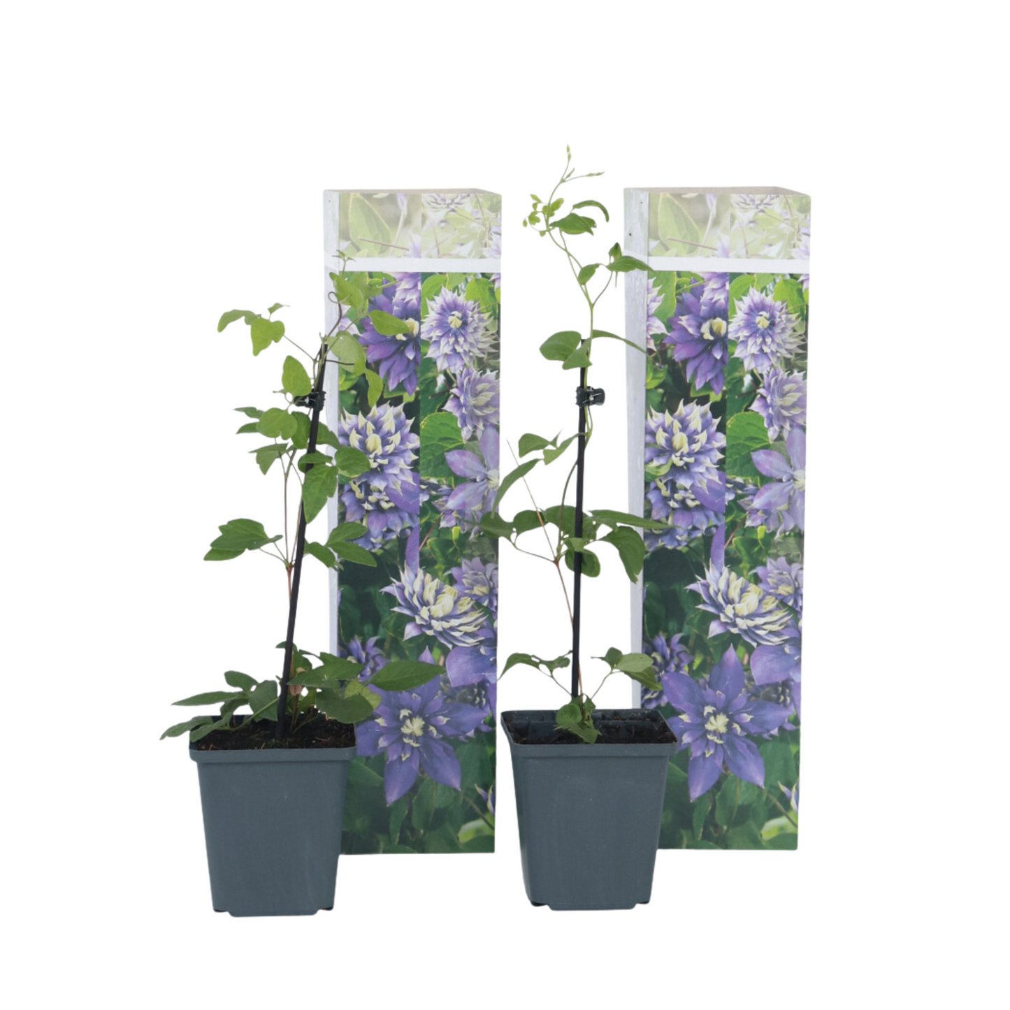 Clématite - Set de 2 - Clematis hybrid 'Taiga' - Hauteur 25-40cm - ⌀9cm