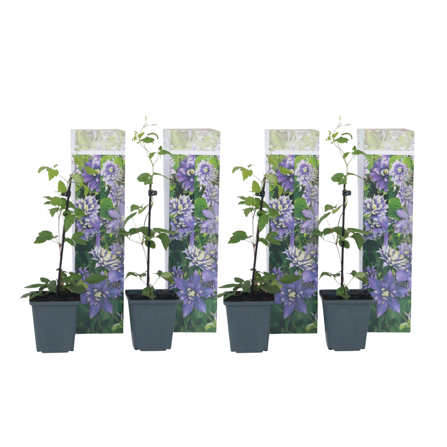 Clématite - Set de 4 - Clematis hybrid 'Taiga' - Hauteur 25-40cm - ⌀9cm