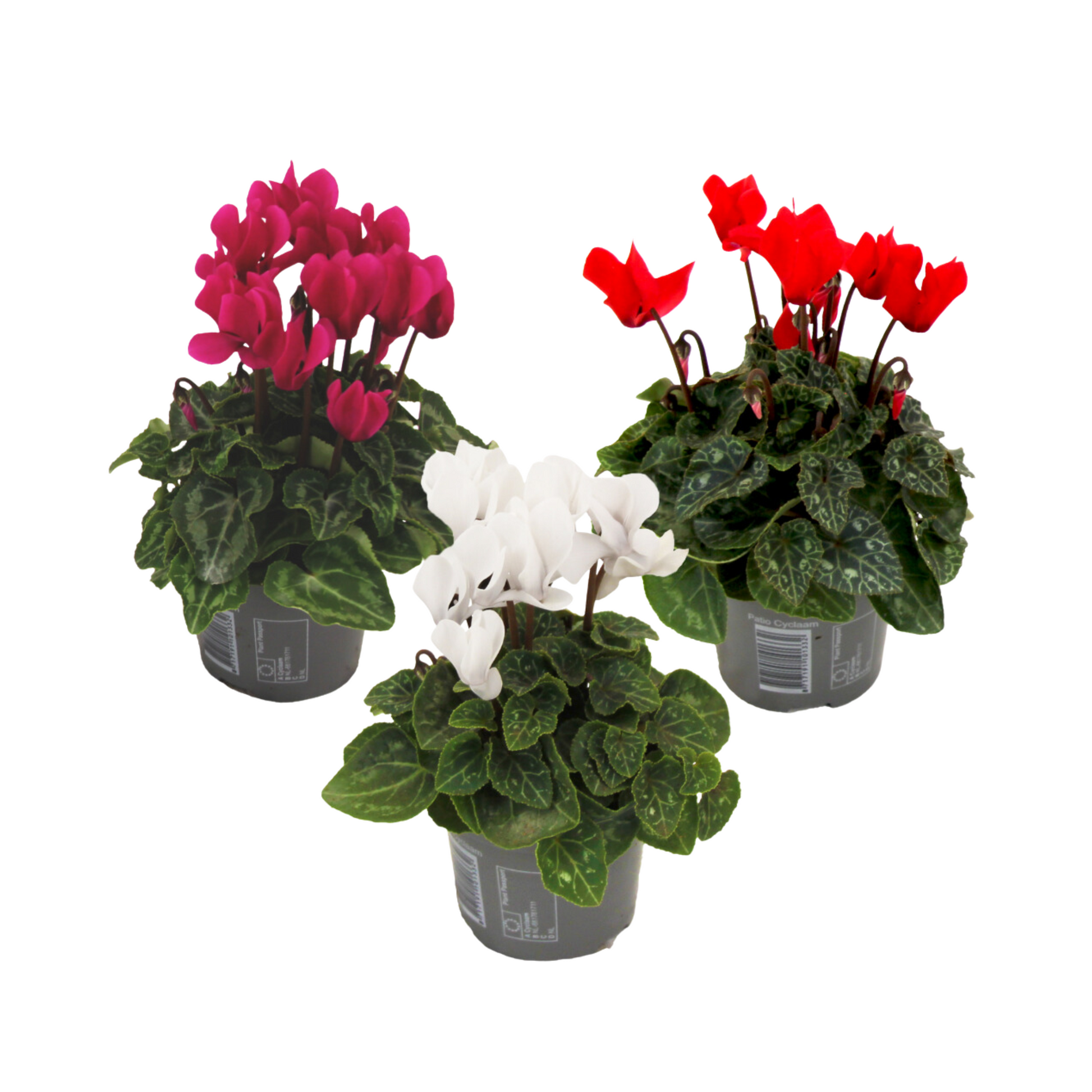 Cyclamen de Perse - Set de 3 - Cyclamen persicum - Hauteur 10-20cm - ⌀9cm - TD Plantz