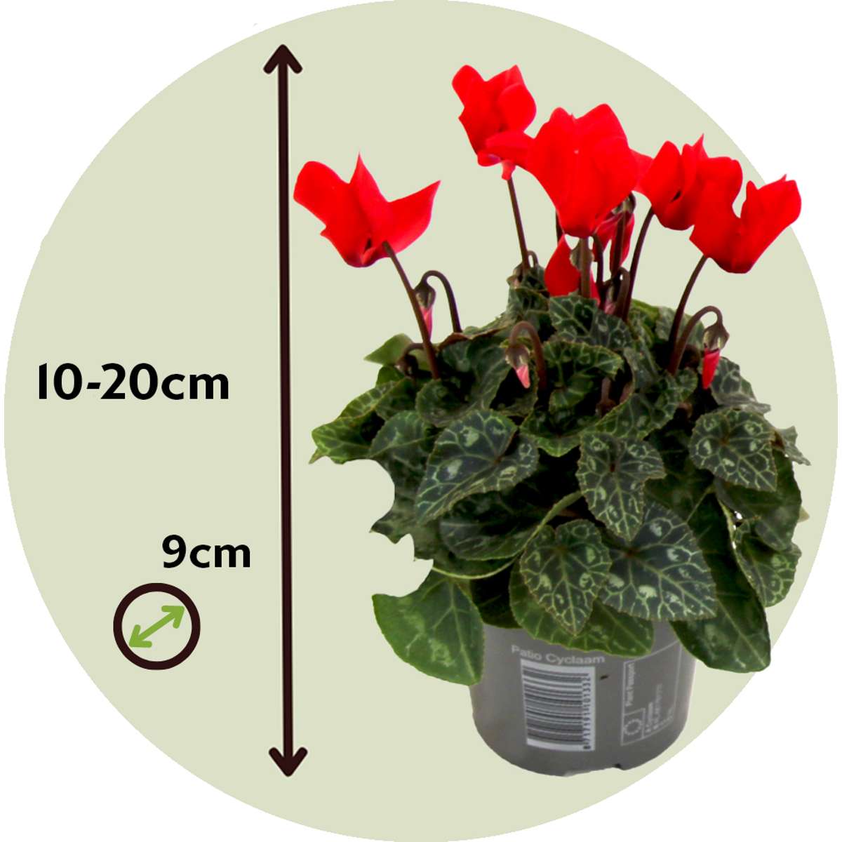 Cyclamen de Perse - Set de 6 - Cyclamen 'Winfall Scarlet' - H10-20cm - ⌀9cm
