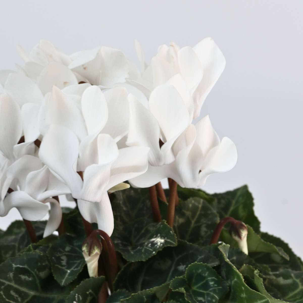 Cyclamen de Perse - Set de 6 - Cyclamen persicum 'Metis White' - H10-20cm - ⌀9cm