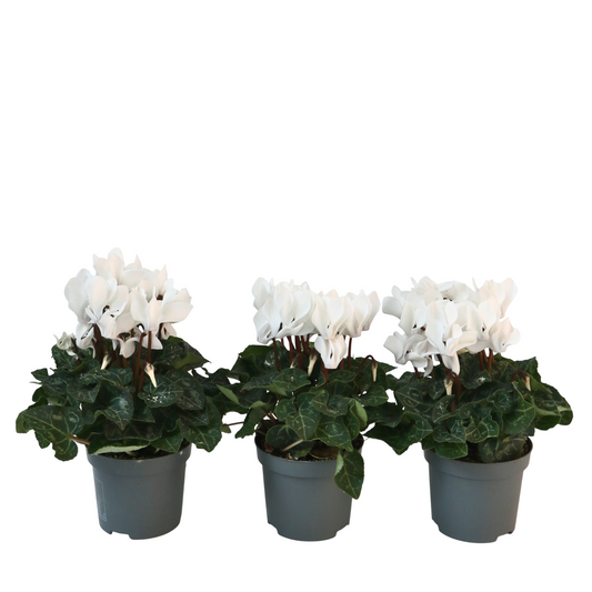 Cyclamen de Perse - Set de 3 - Cyclamen 'Metis White' - Hauteur 10-20cm - ⌀9cm