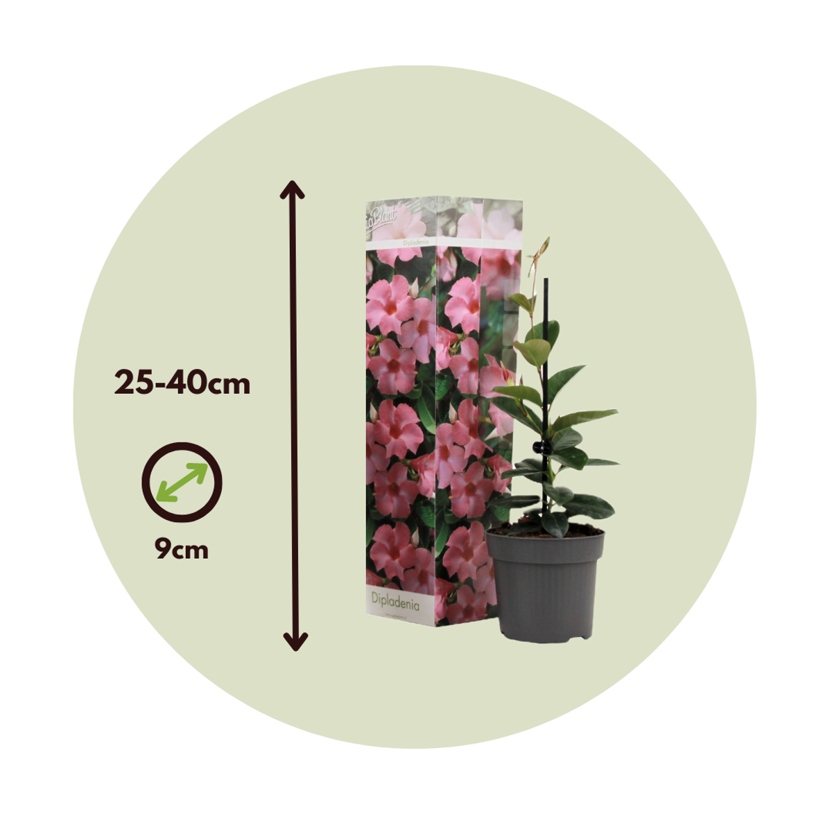 Mandevilla - 6 pcs. - Dipladenia sanderii 'Rio Mix' - Height 25-40cm - ⌀9cm