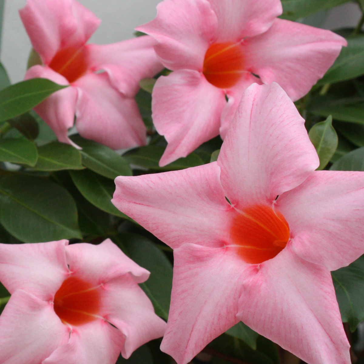 Mandevilla - 3 pcs. - Dipladenia sanderii 'Rio Pink' - Height 25-40cm - ⌀9cm