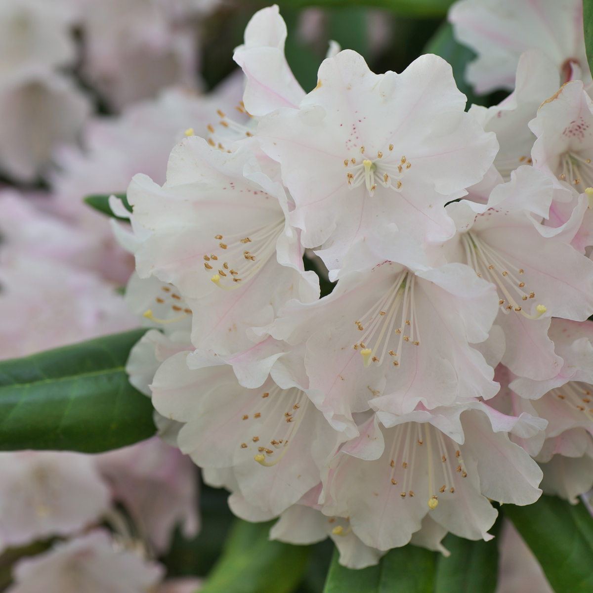 Buisson à fleurs - Set de 3 - Rhododendron 'Cunningham' - H25-40cm - ⌀9cm