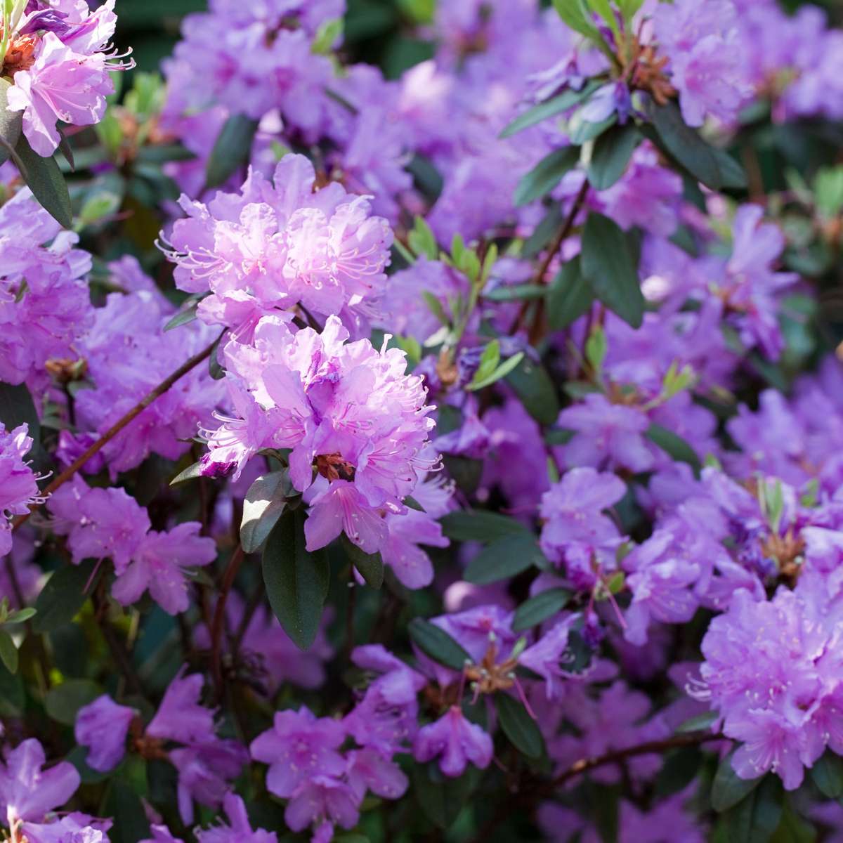 Rhododendrons - 6 pcs. - Rhododendron catawbiense - Height 25-40cm - ⌀9cm
