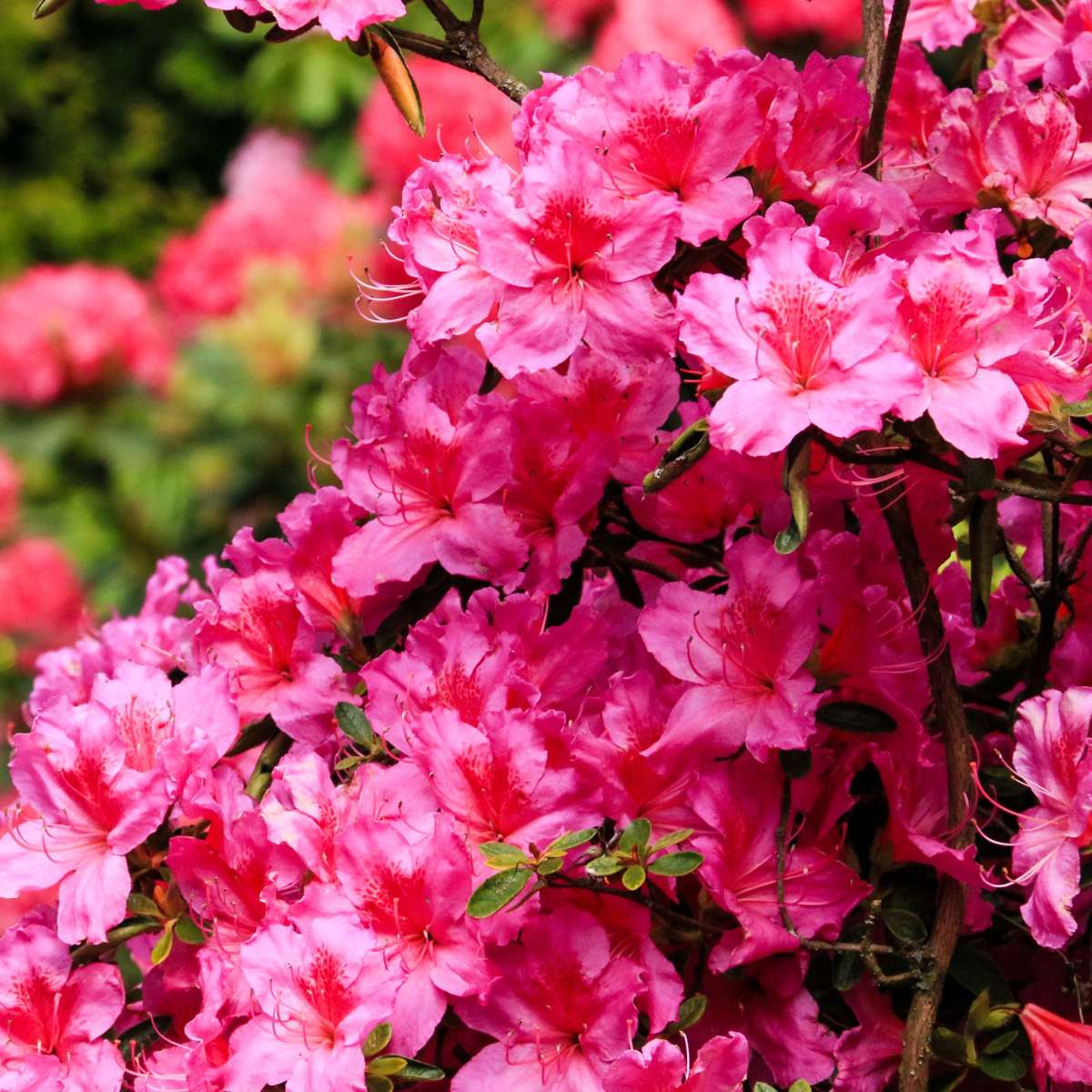 Rhododendrons - 6 pcs. - Rhododendron catawbiense - Height 25-40cm - ⌀9cm