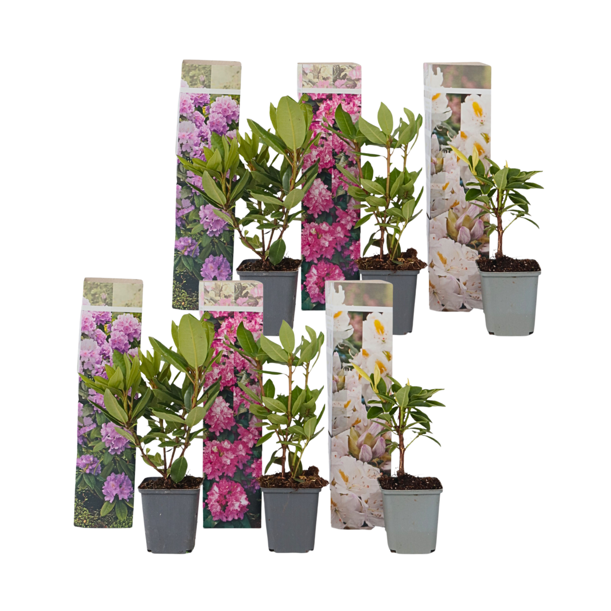 Buisson à fleurs - Set de 6 - Rhododendron catawbiense - Hauteur 25-40cm - ⌀9cm - TD Plantz