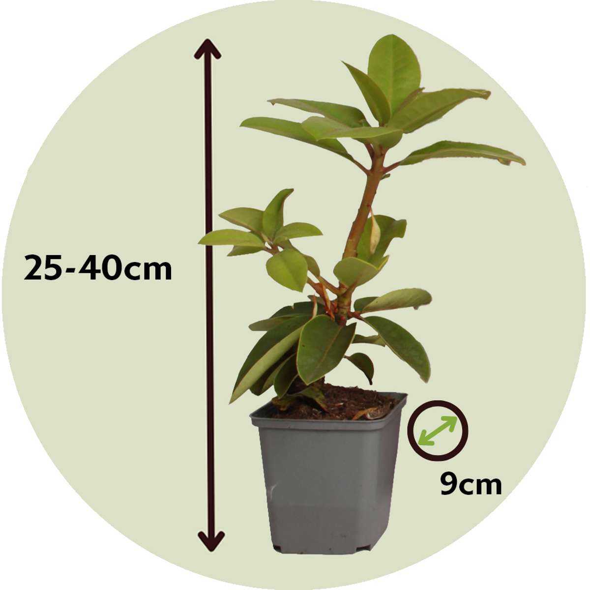 Rhododendrons - 6 pcs. - Rhododendron catawbiense - Height 25-40cm - ⌀9cm