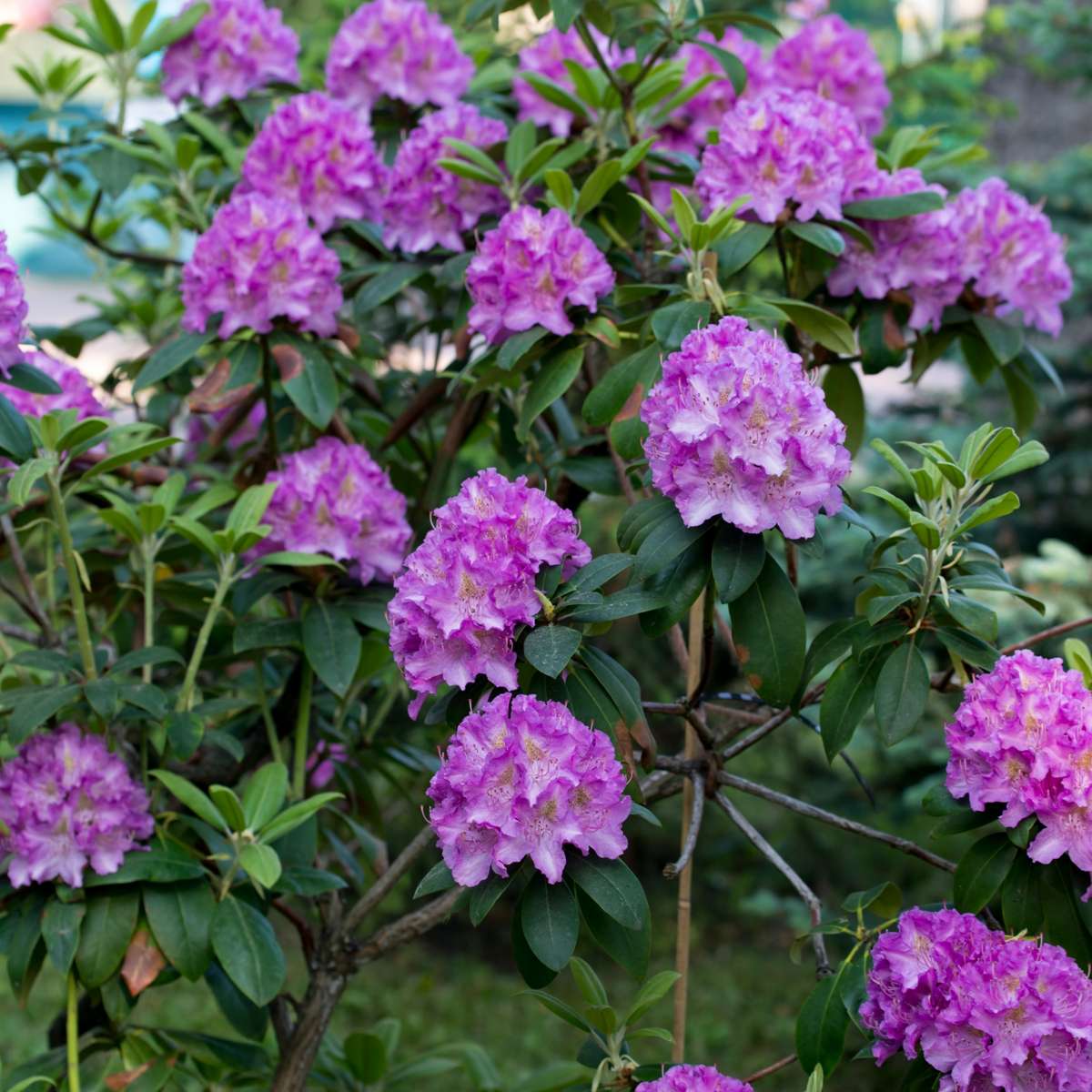 Buisson à fleurs - Set de 3 - Rhododendron 'Catawbiense' - H25-40cm - ⌀9cm