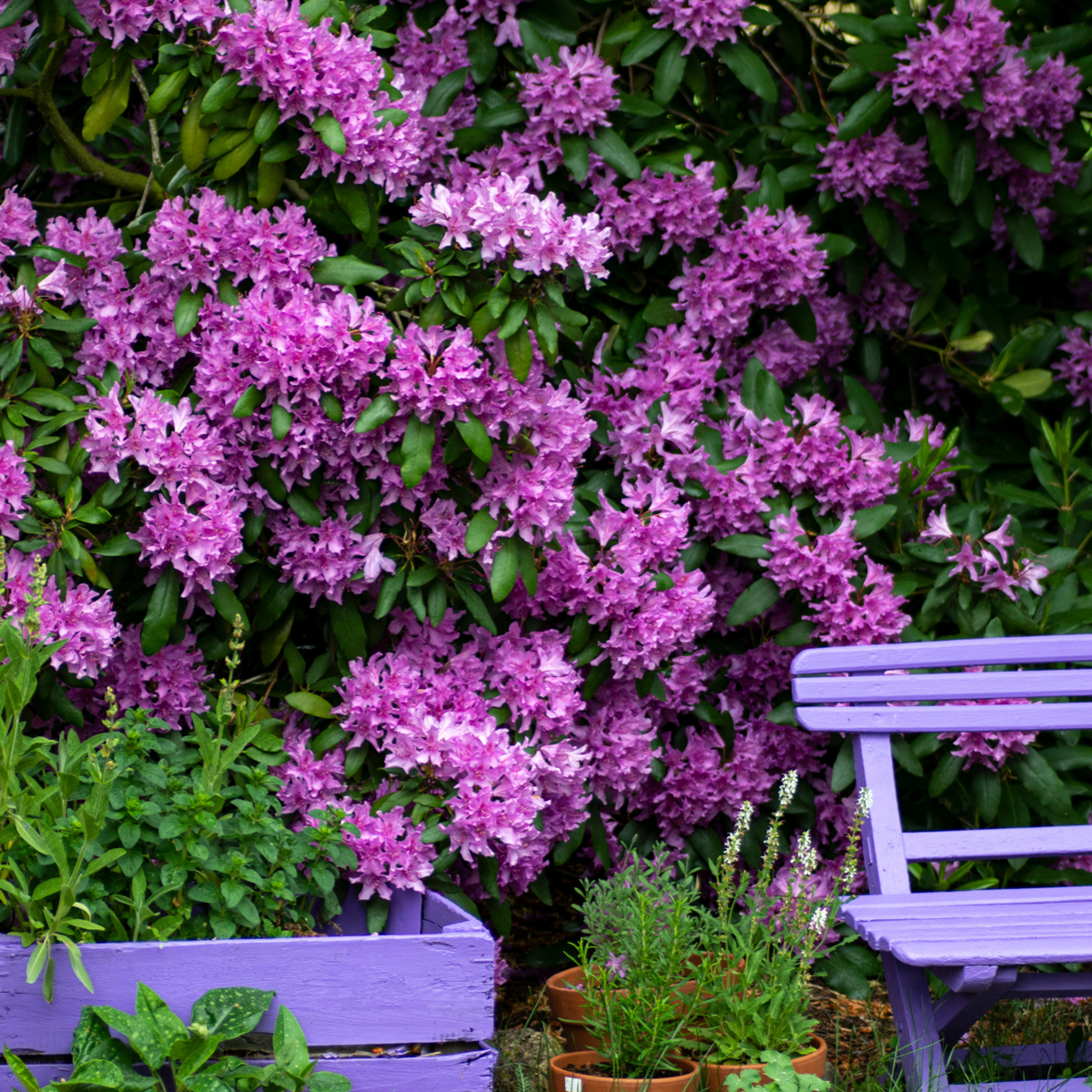 Rhododendrons - 3 pcs. - Rhododendron 'catawbiense purple' - H25-40cm - ⌀9cm