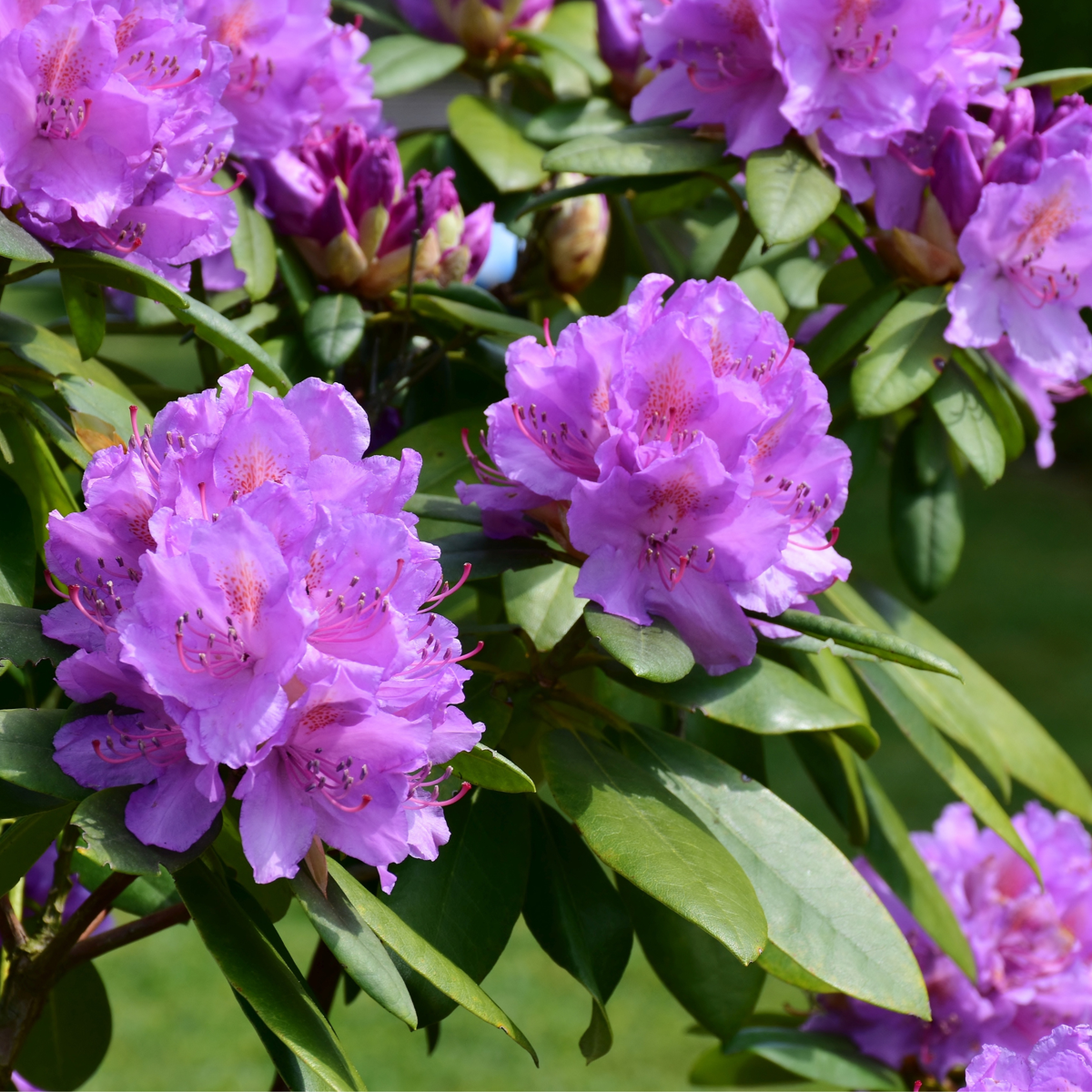 Rhododendrons - 3 pcs. - Rhododendron 'catawbiense purple' - H25-40cm - ⌀9cm