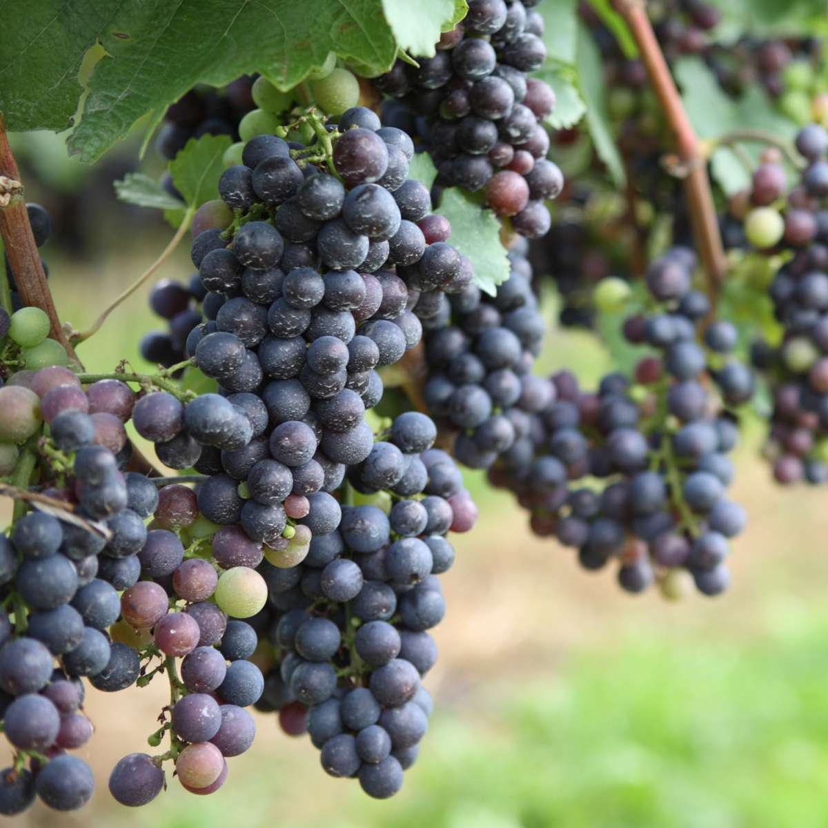 Vigne à raisin - Set de 24 - Vitis vinifera - Hauteur 25-40cm - ⌀9cm