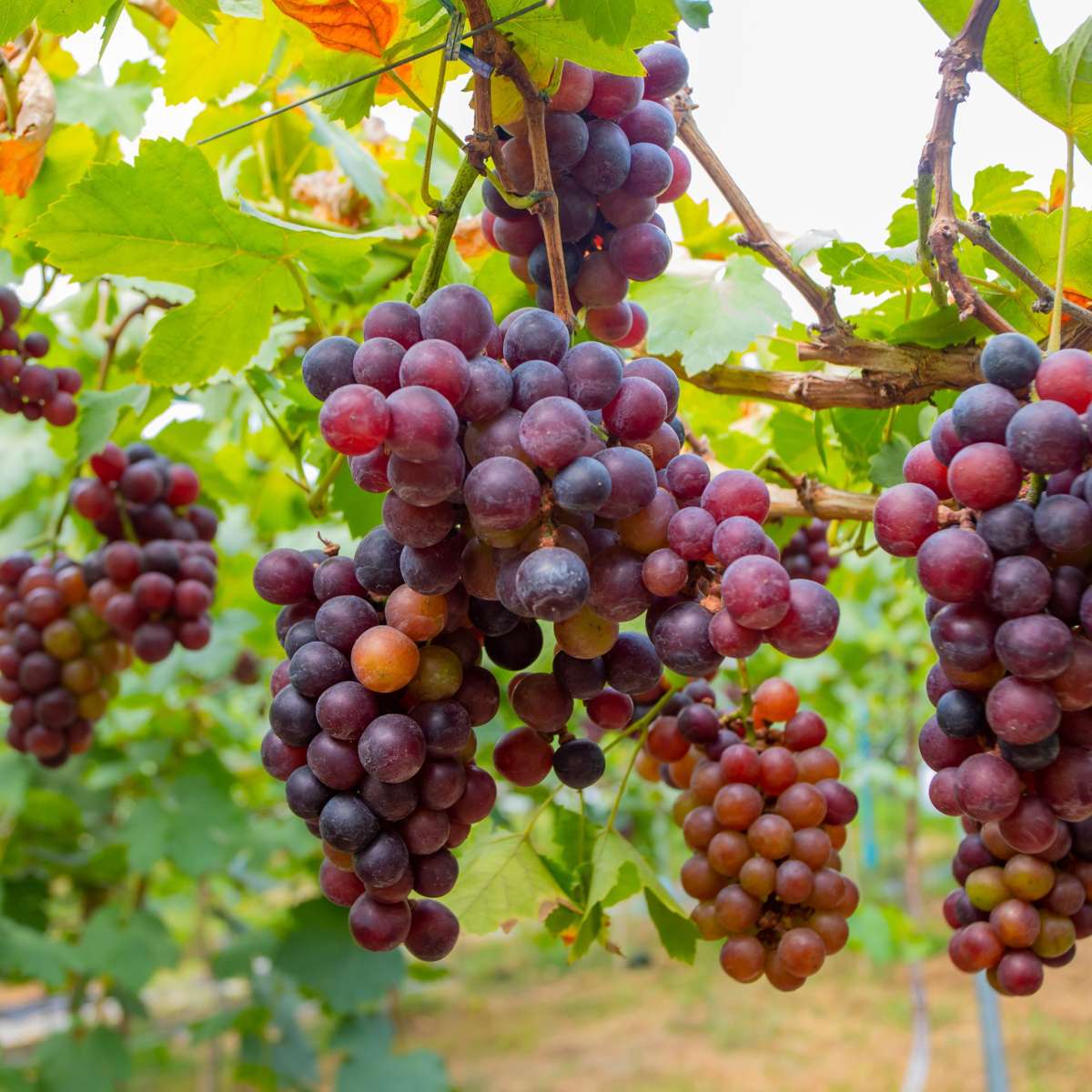 Vigne à raisin - Set de 24 - Vitis vinifera - Hauteur 25-40cm - ⌀9cm
