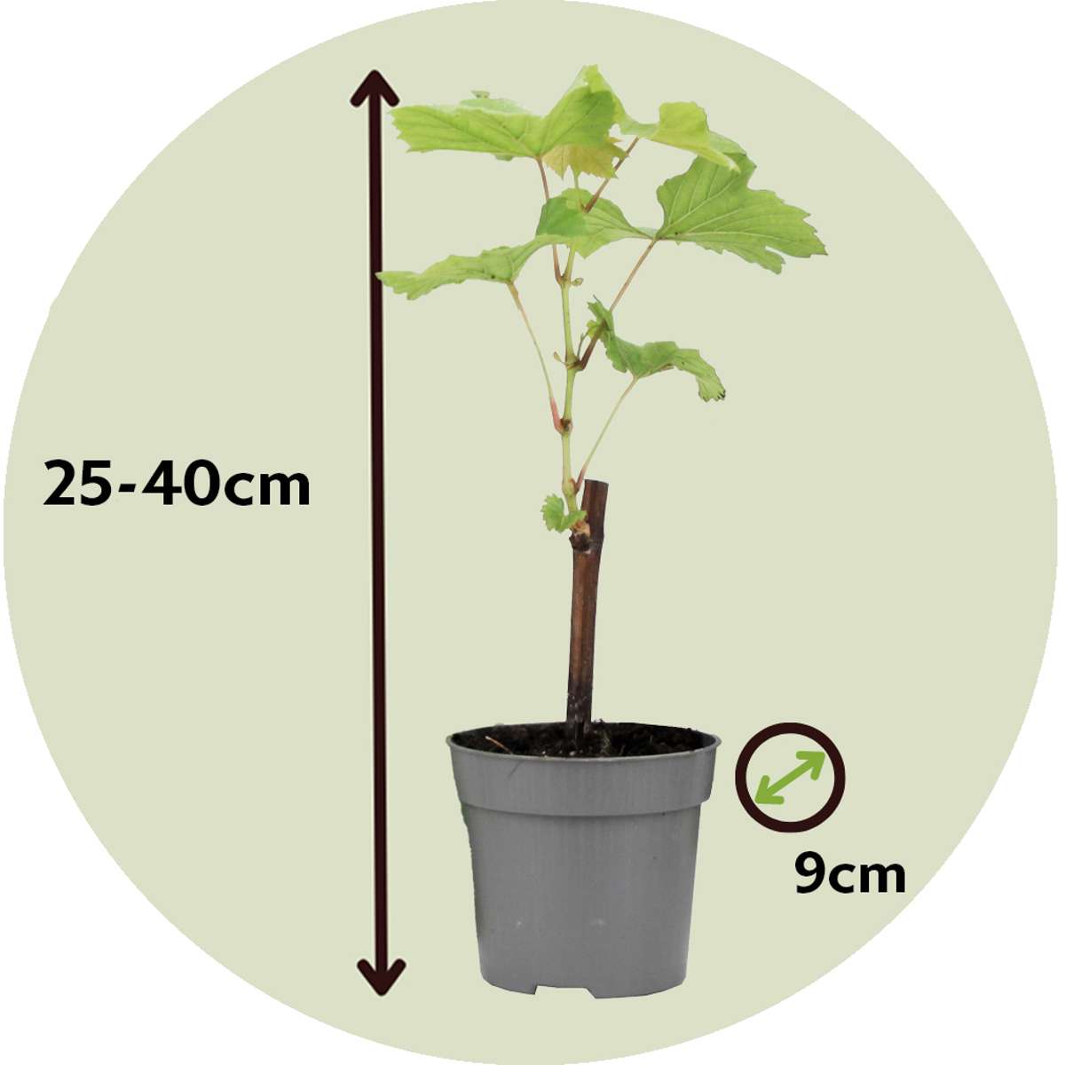 Common grape vine - 3 pcs. - Vitis vinifera 'Chardonnay' - Height 25-40cm - ⌀9cm