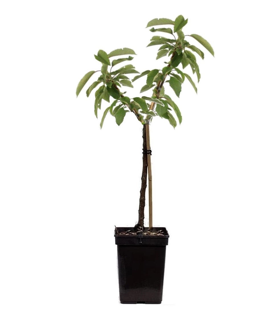 Pommier - Malus - Hauteur 60-80cm - ⌀15cm