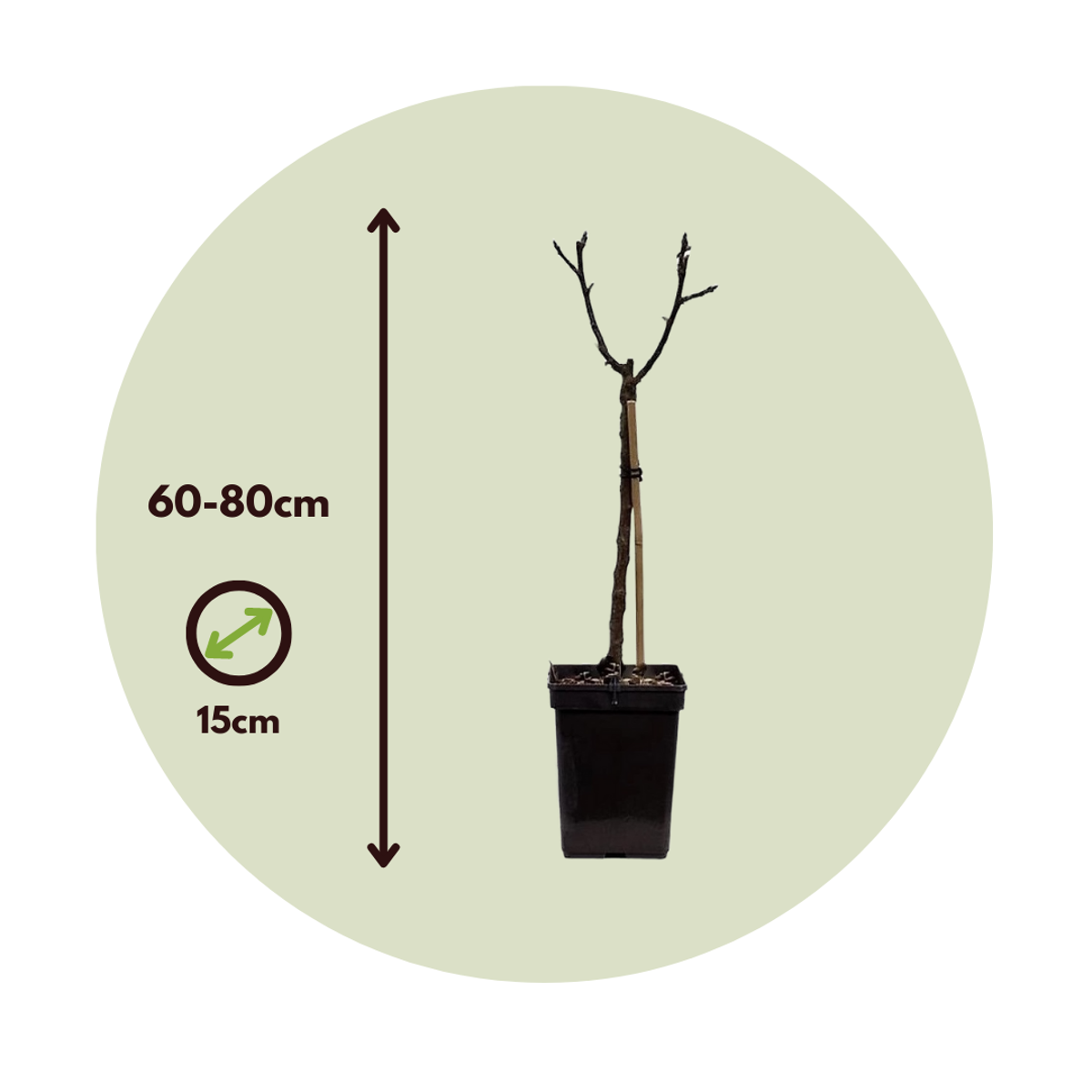Pommier - Set de 2 - Malus - Hauteur 60-80cm - ⌀15cm