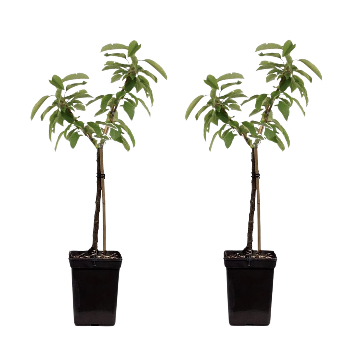 Pommier - Set de 2 - Malus - Hauteur 60-80cm - ⌀15cm