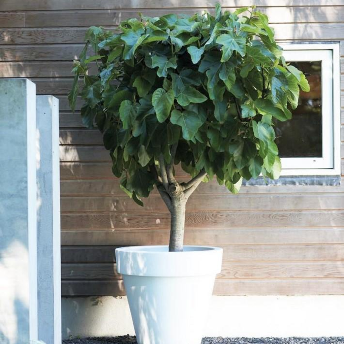 Figuier de Barbarie - Set de 2 - Ficus carica 'Brown Turkey' - H25-40cm - ⌀9cm